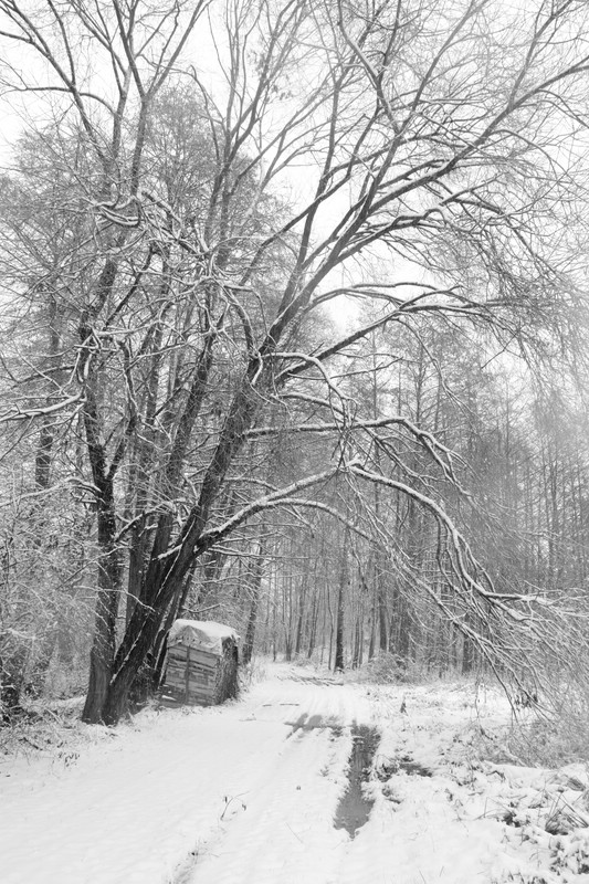 Wald/Dorf