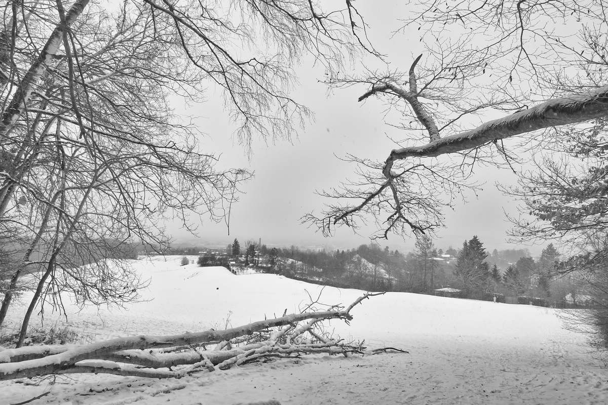 Wald/Stellplatz