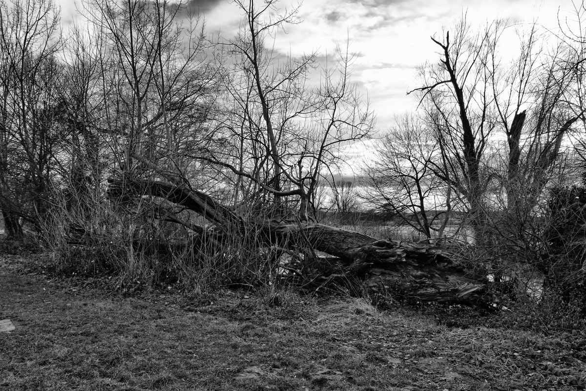 Wald/Stellplatz