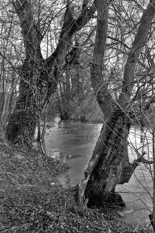 Wald/Stellplatz