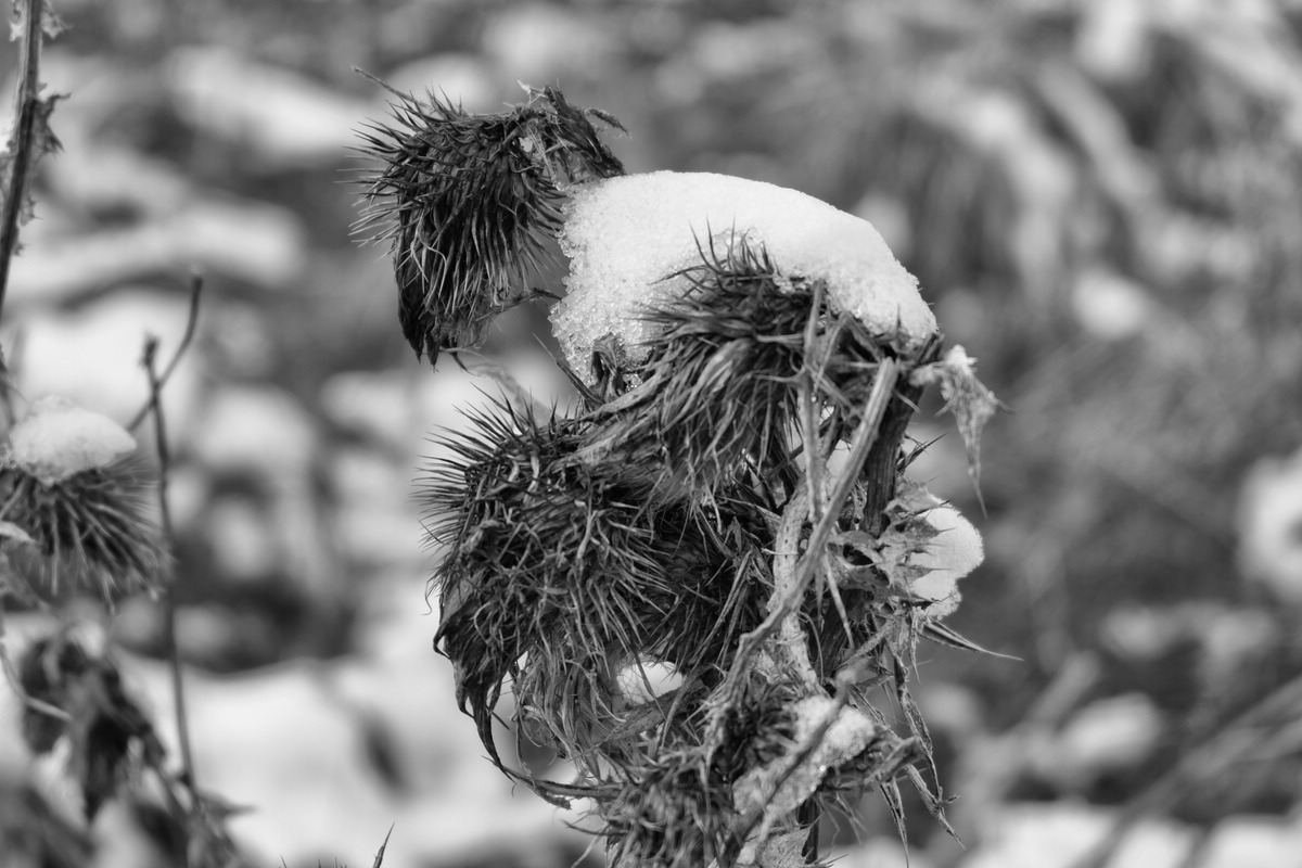 Wald/Stellplatz