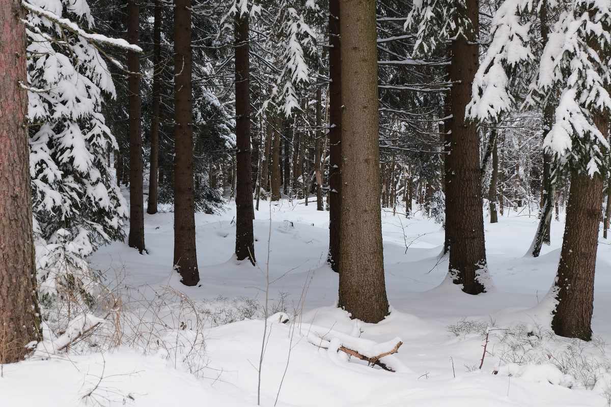 Sächschise Schweiz