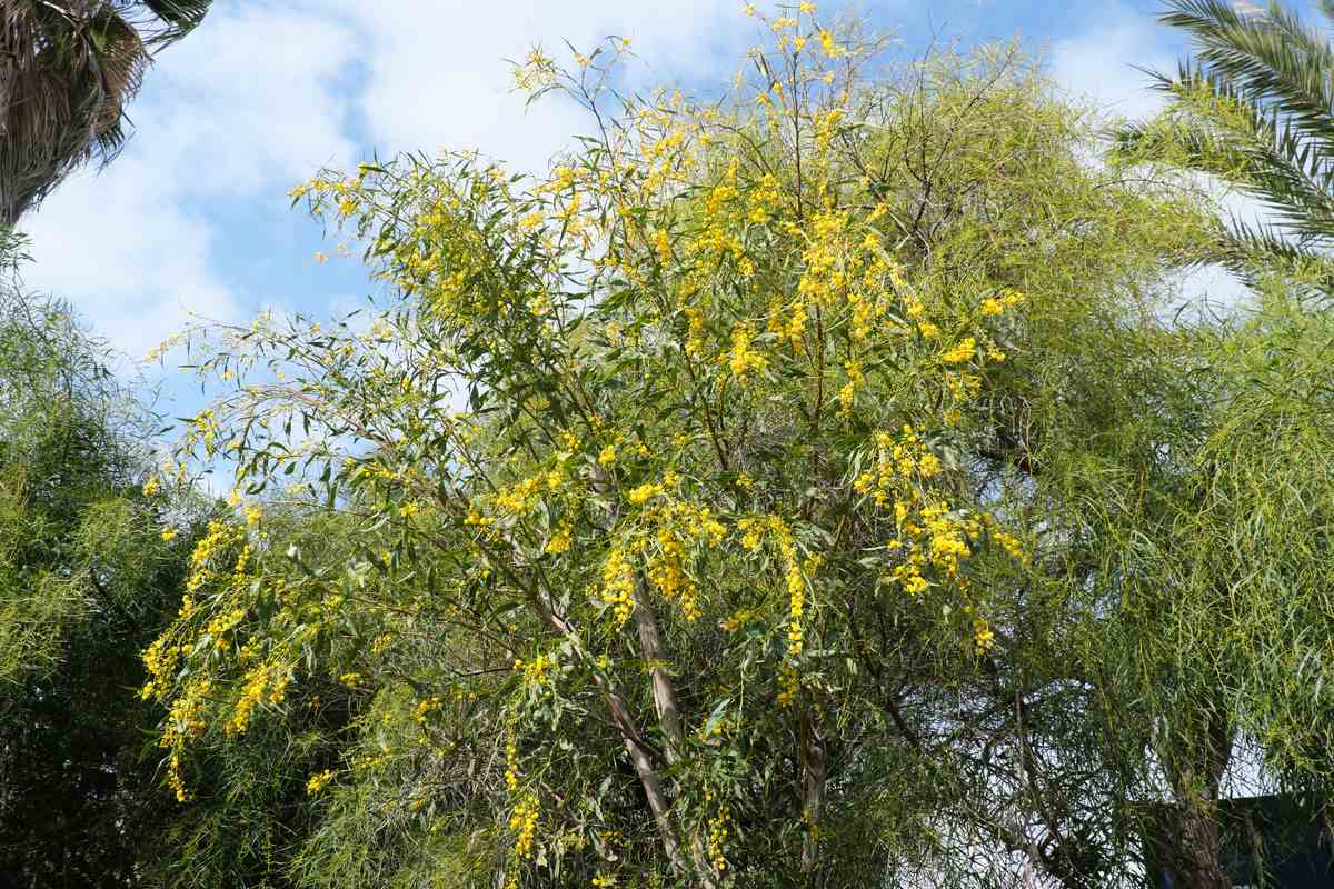 Mimose