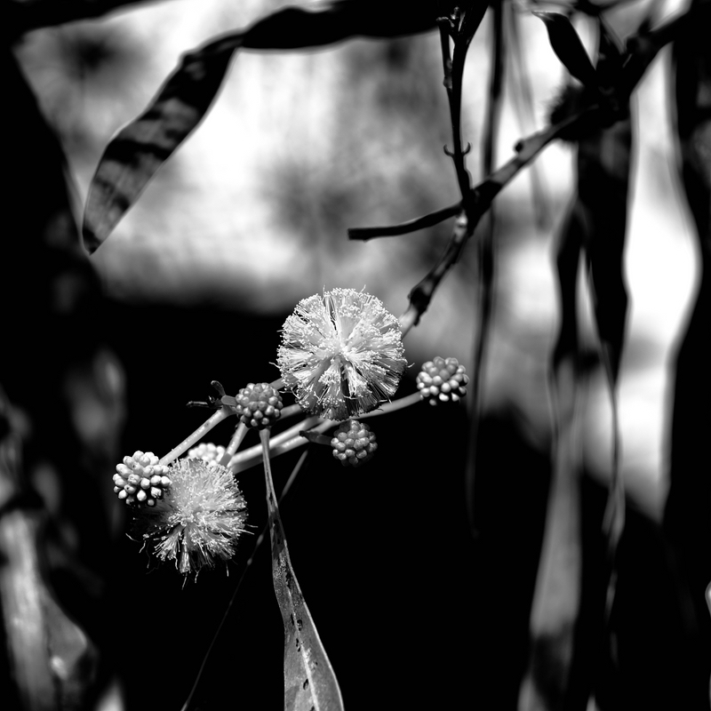Fruehling
