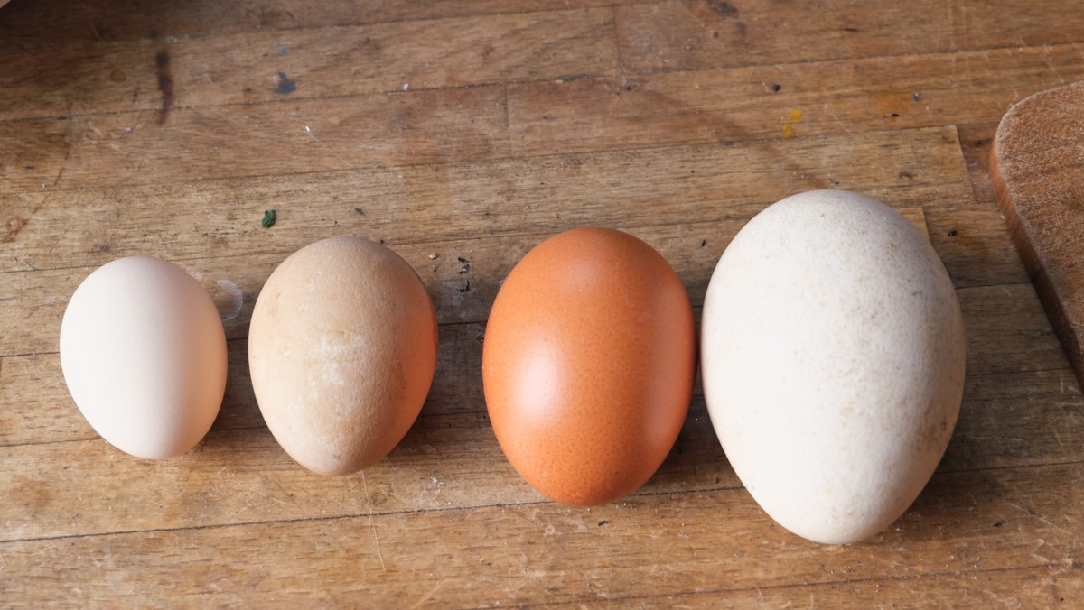 Eier
