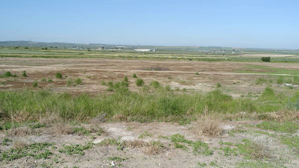 Osuna