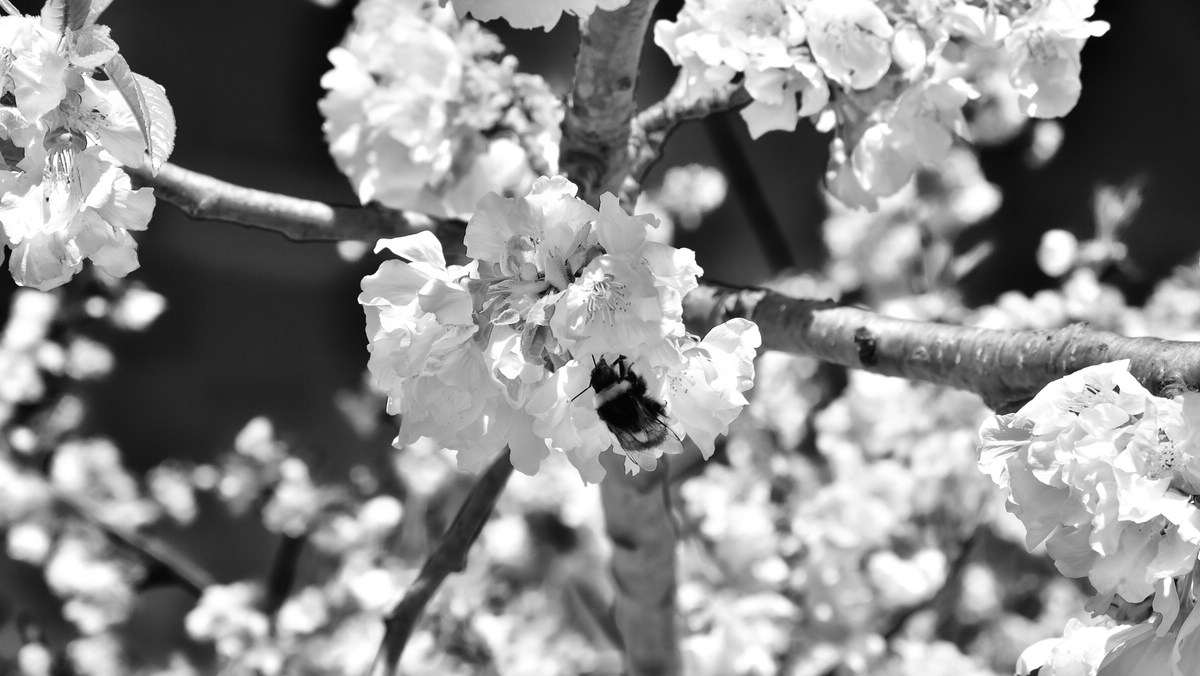 Kirschbl�te